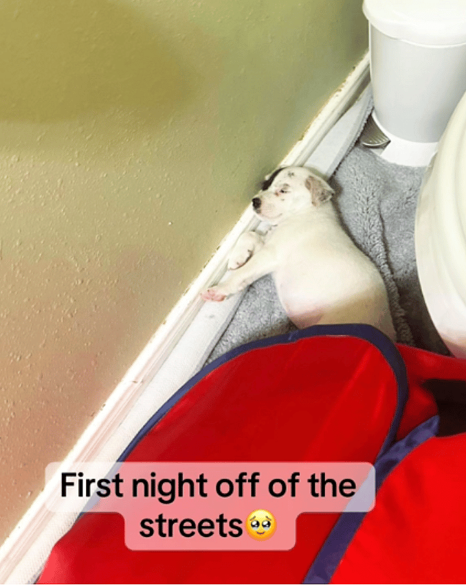 Terrified Mama Dog & Four Puppies Living in Drainage Ditch Experience Kindness for the First Time